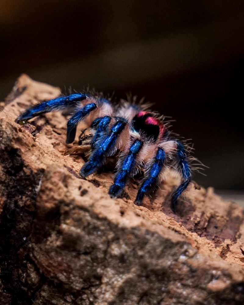 Typhochlaena seladonia